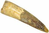 Fossil Spinosaurus Tooth - Real Dinosaur Tooth #311793-1